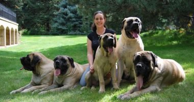 10 Jenis Anjing Raksasa