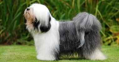 11 Anjing Cina Terbaik