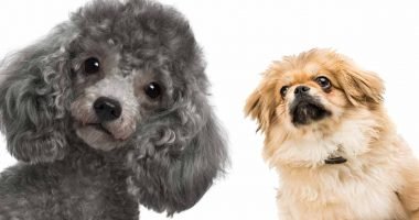 9 Jenis Anjing Kecil Lucu