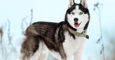 Anjing Ini Terlihat Seperti Serigala