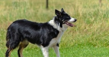 Jenis-Jenis Anjing Pintar