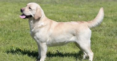 Ras Anjing Murah Di India