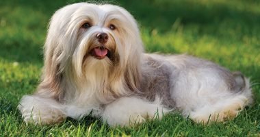 Ras Anjing Terimut Di Dunia