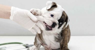 Masalah Kesehatan English Bulldog